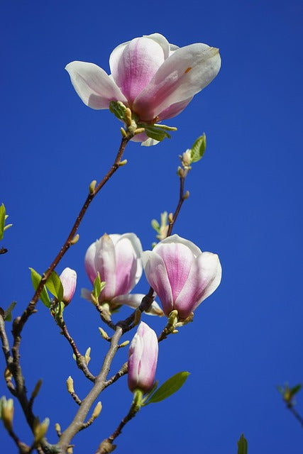 Pink magnolia flowers against a clear blue sky