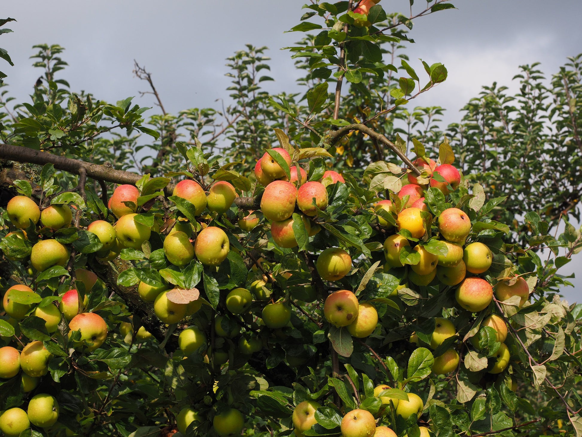 Malus domestica 'Beauty of Bath' (Apple) -10L pot -120-150cm