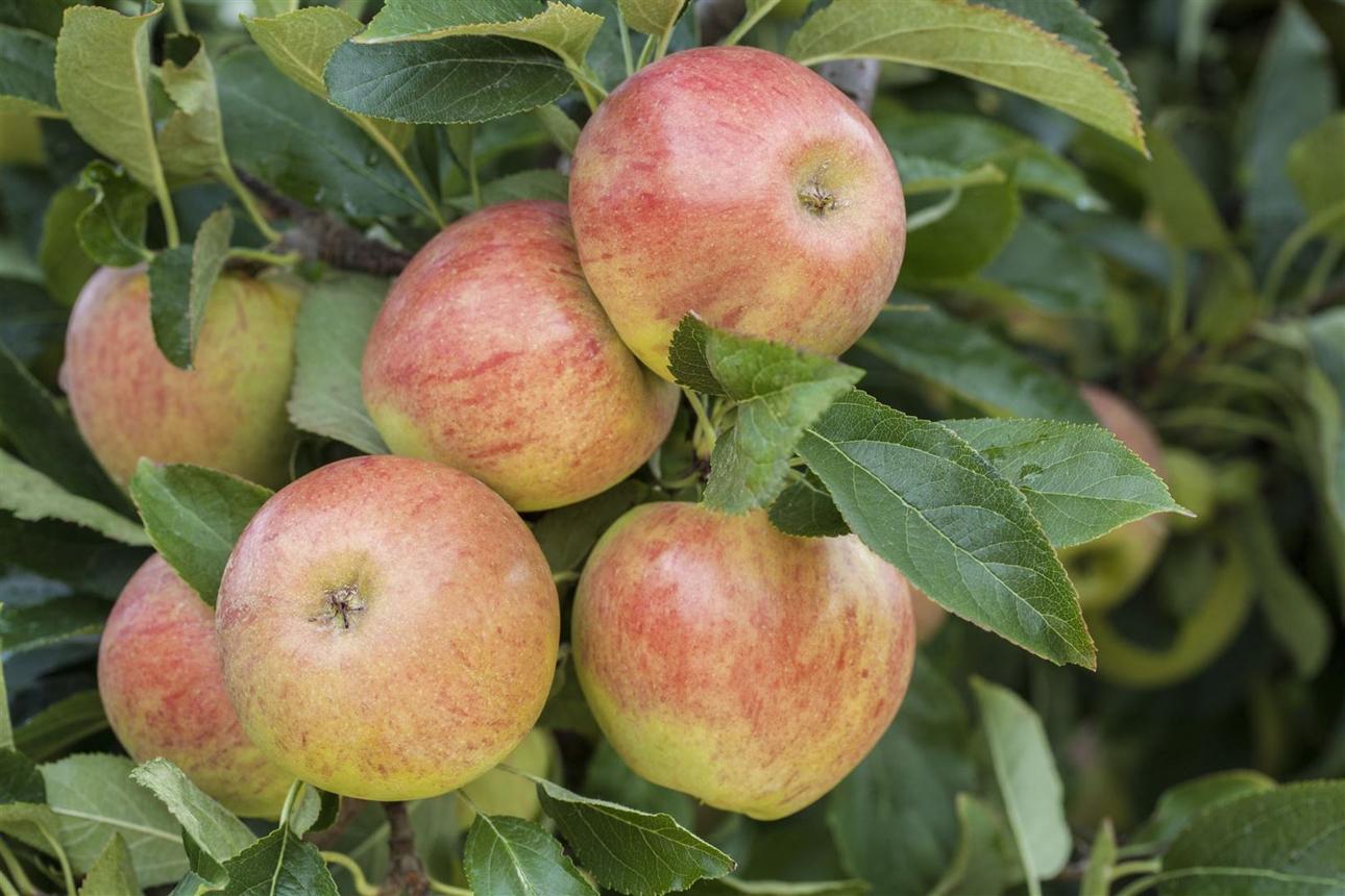 Malus domestica 'James Grieve' (Eating Apple) - 10L pot