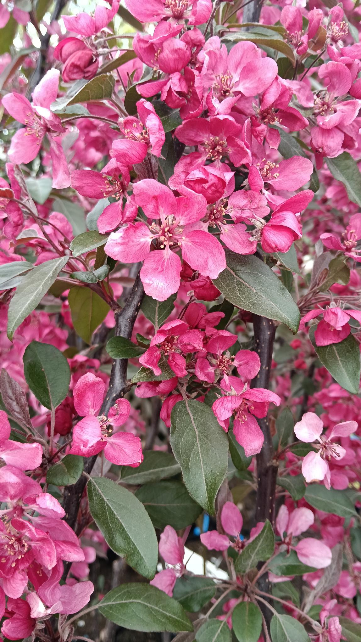 Malus 'Profusion' 10L pot