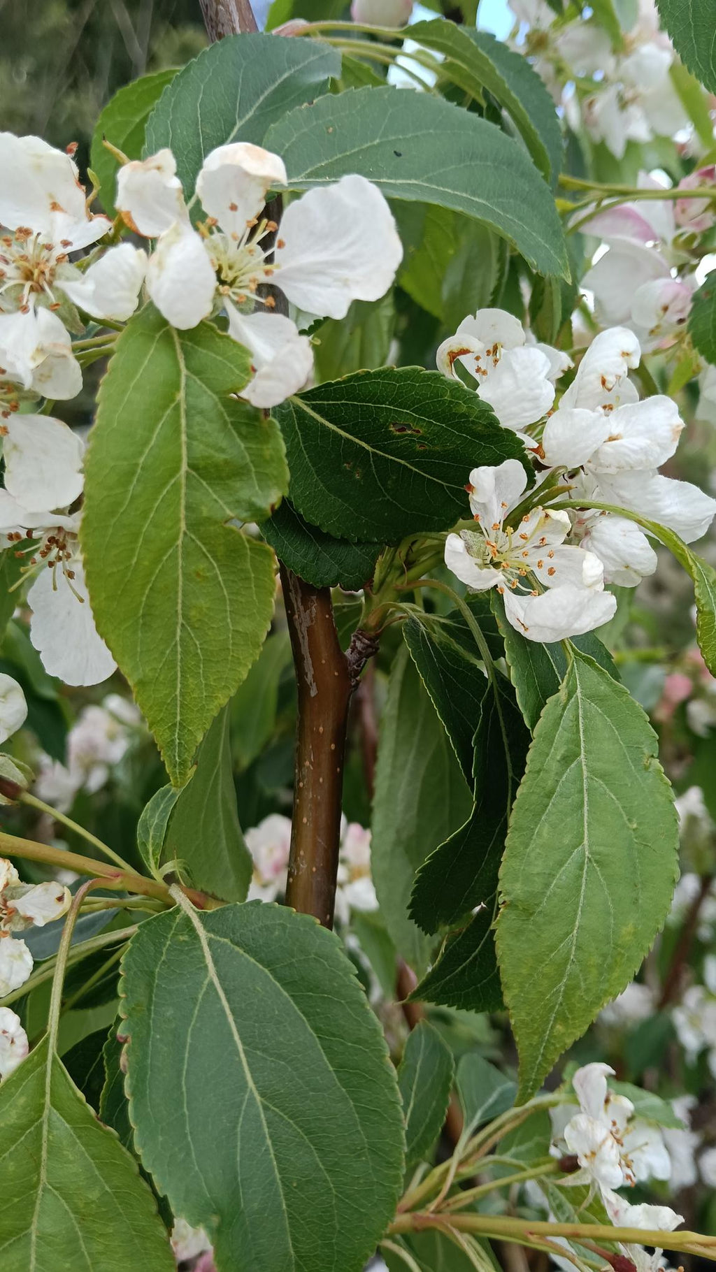 Malus 'Red Jade' 10L pot