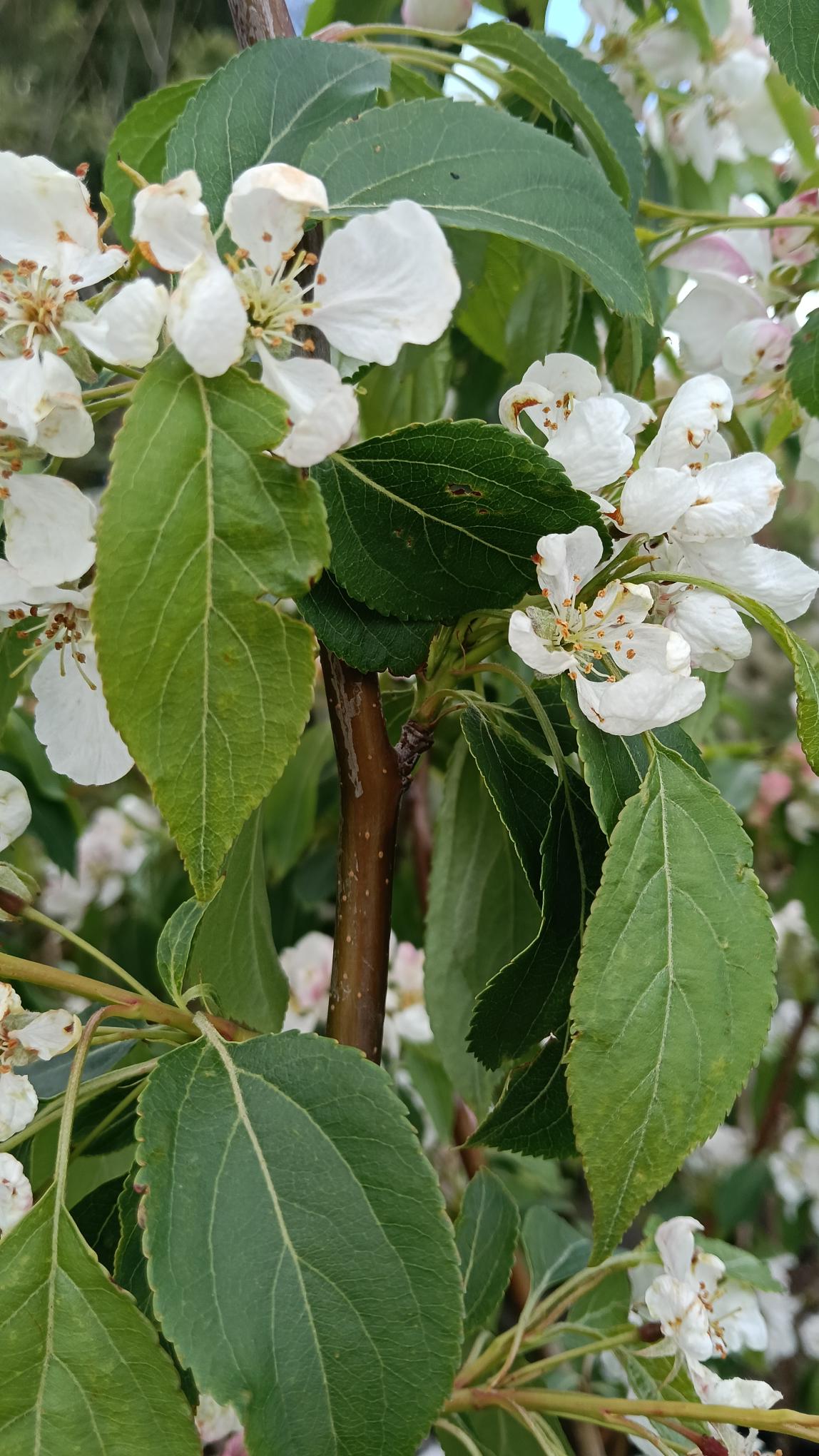 Malus 'Red Jade' 10L pot
