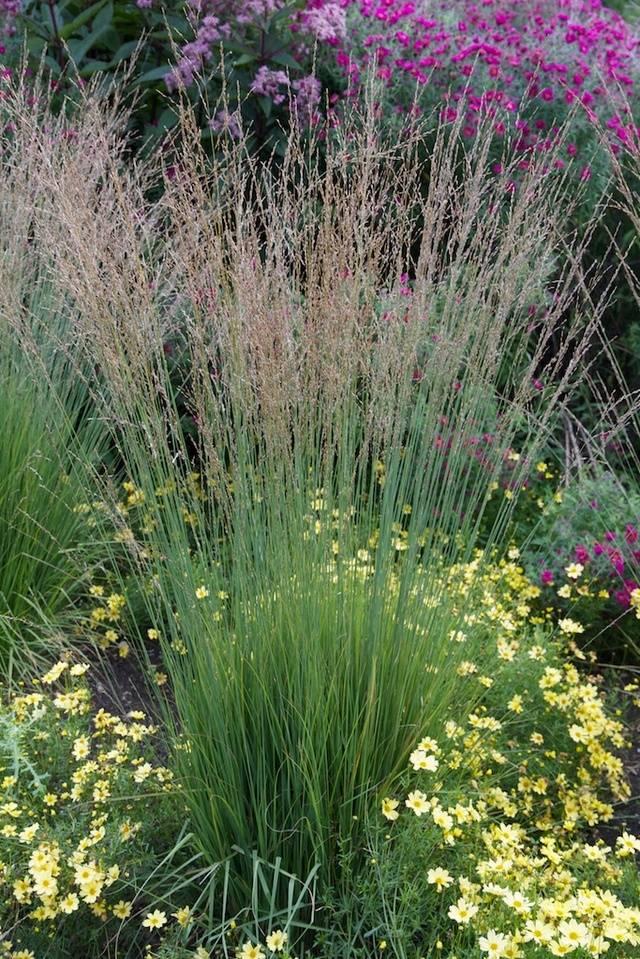 Molinia 'Heidebraut' (Ornamental Grass)