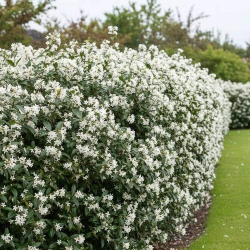 Osmanthus burkwoodii- Potted