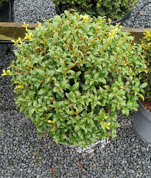 Green shrub in a pot on a bed of small stones