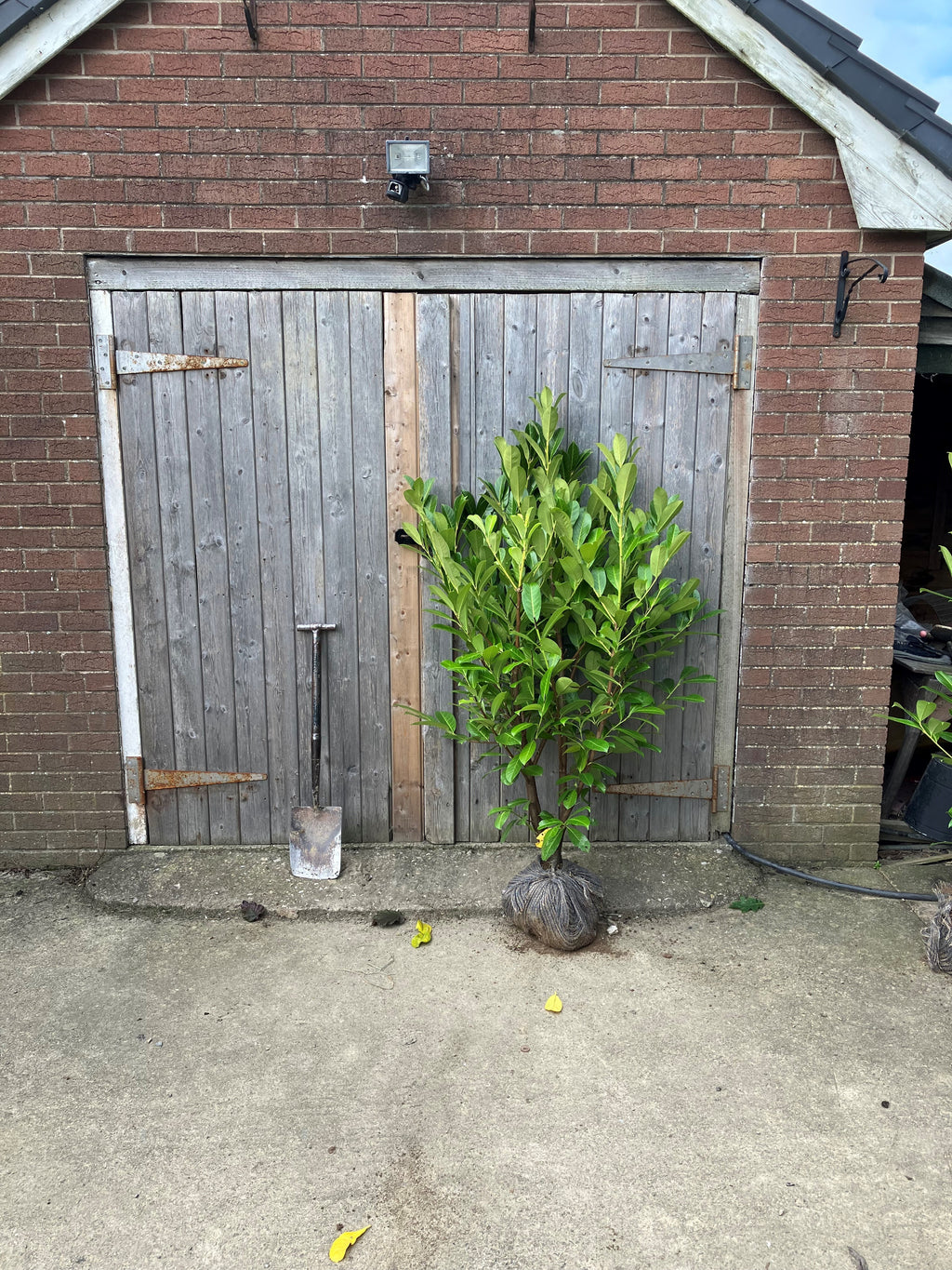 Prunus laurocerasus (Cherry Laurel) - Rootballed