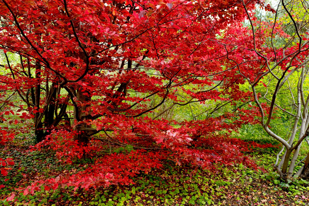 Red-leaved trees in a forest during autumn