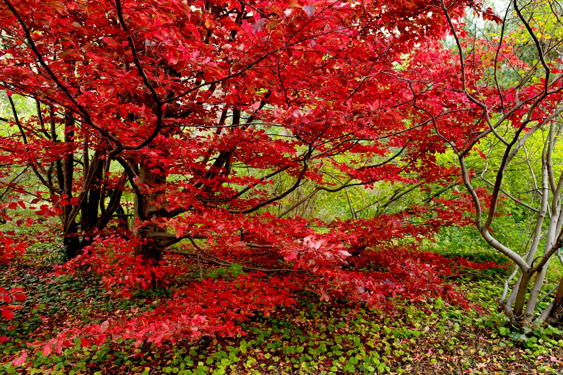 Parrotia persica (Persian Ironwood) -10L pot