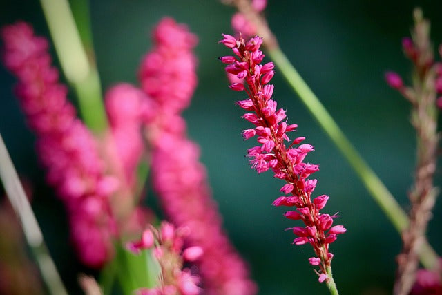Persicaria affinis 'Darjeeling Red'  -2L pot.