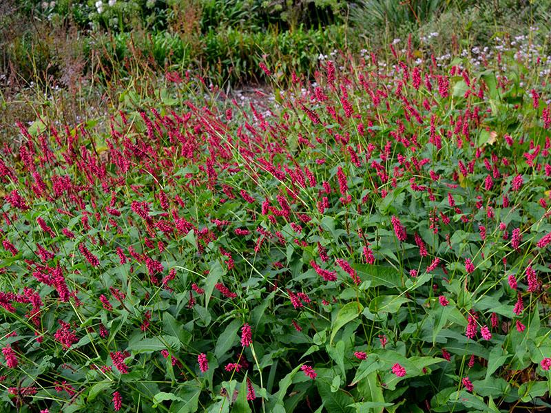 Persicaria 'Darjeeling Red' -perennial ground cover