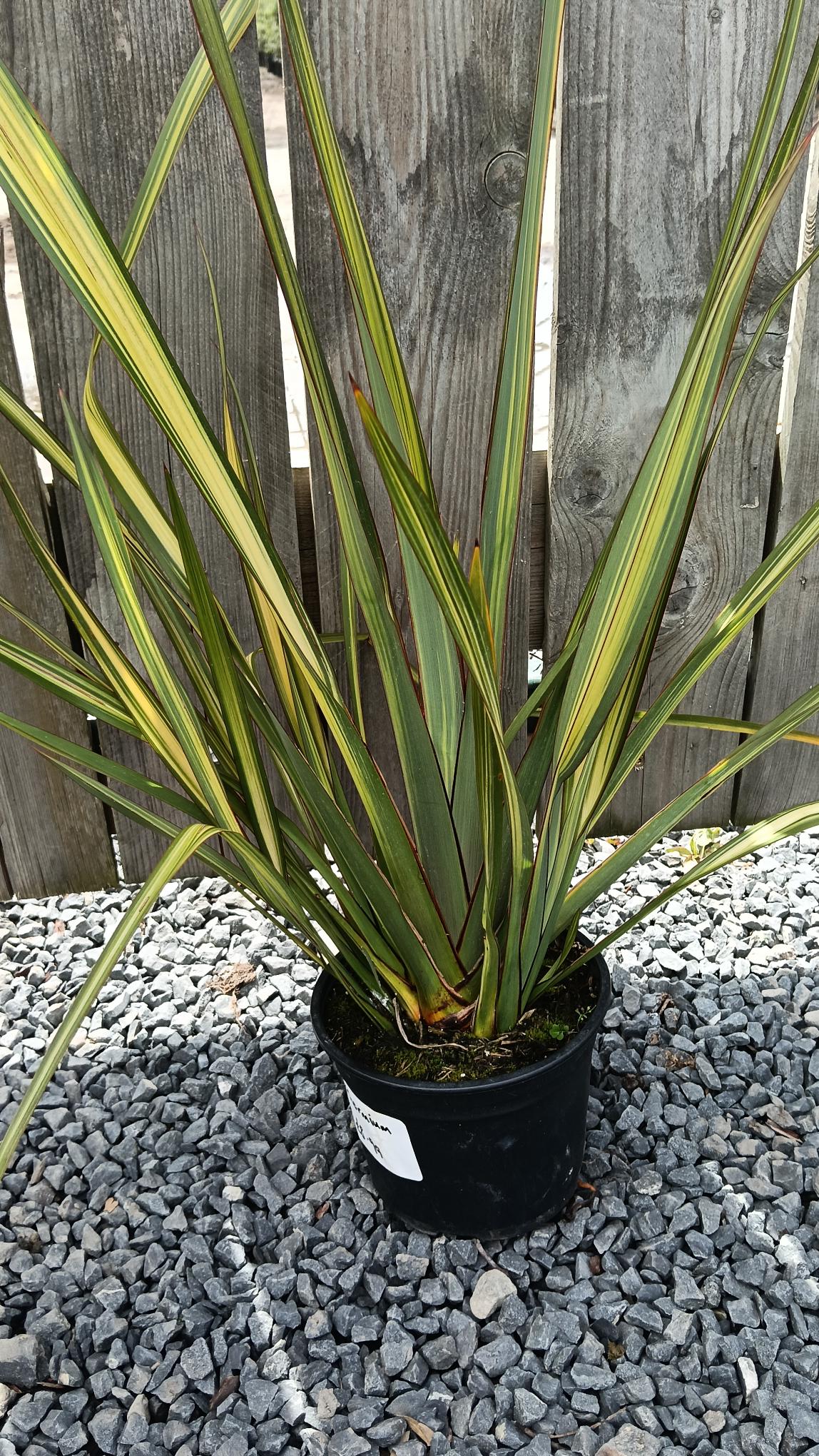 Phormium tenax 'Yellow Wave'-Potted