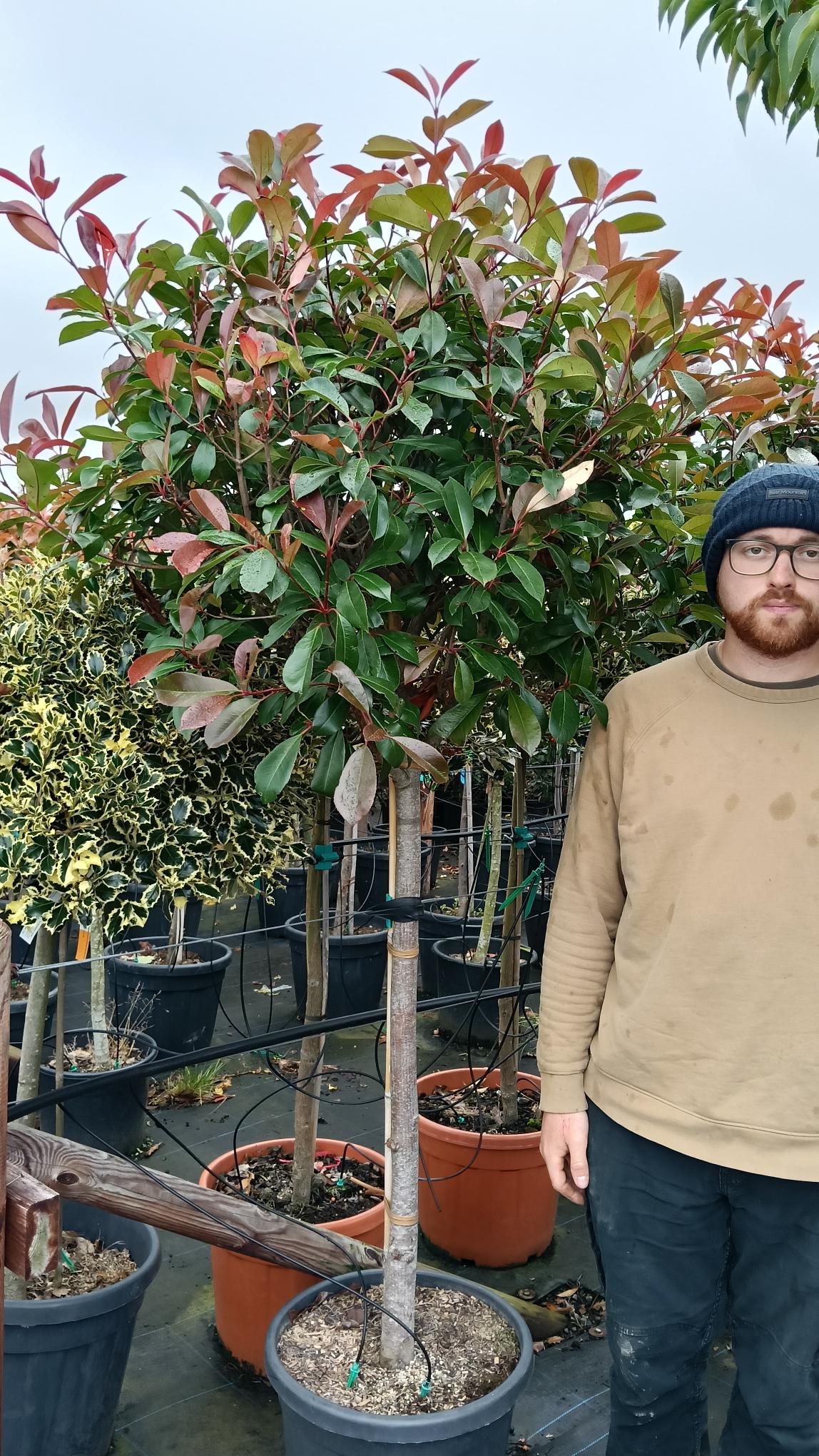 Photinia 'Red Robin' 1/2 std -10L pot - 90-100cm clear stem