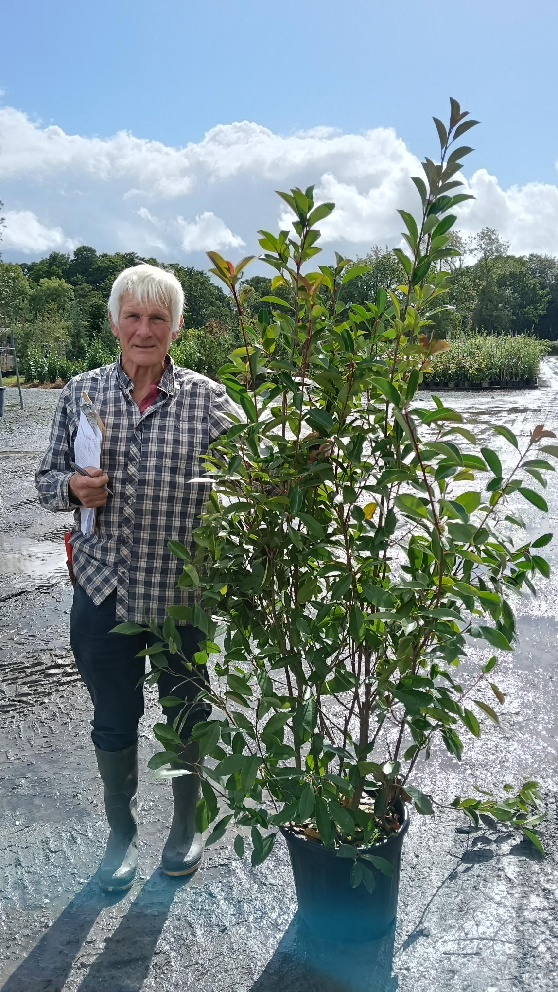 Photinia fraseri 'Red Robin' - Potted