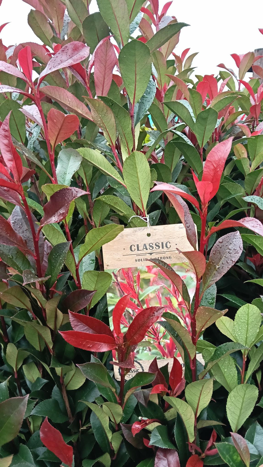 Shrub with red and green leaves and a 'Classic' tag.