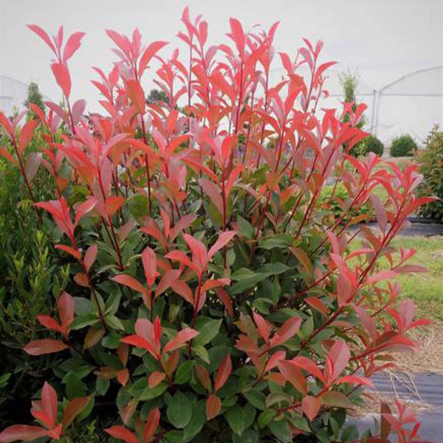 Photinia 'Carre Rouge' -Potted