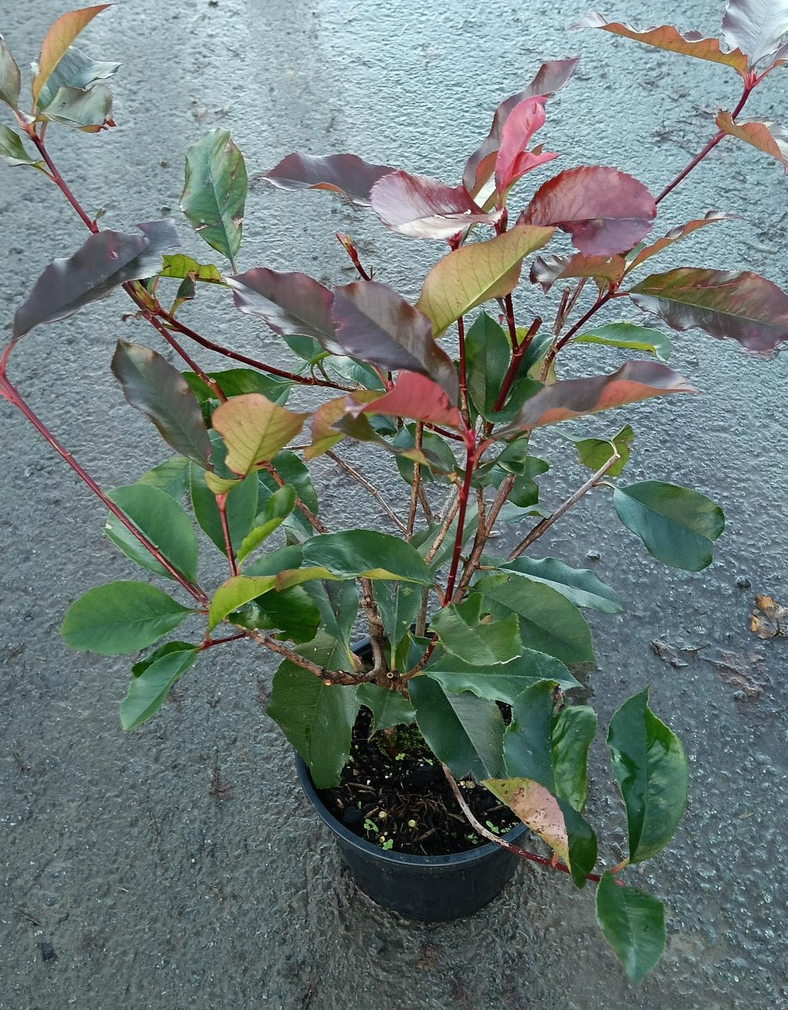 Photinia fraseri 'Red Robin' - Potted