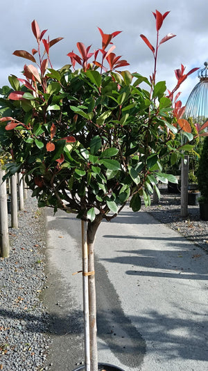 Small tree with red and green leaves on a concrete path