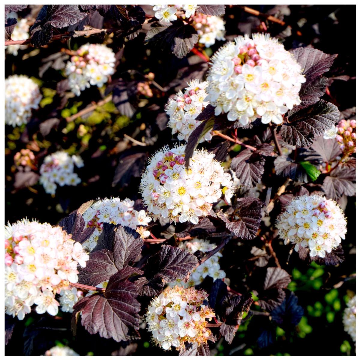 Physocarpus opulifolius 'Diablo' -12L pot (80-100cm)