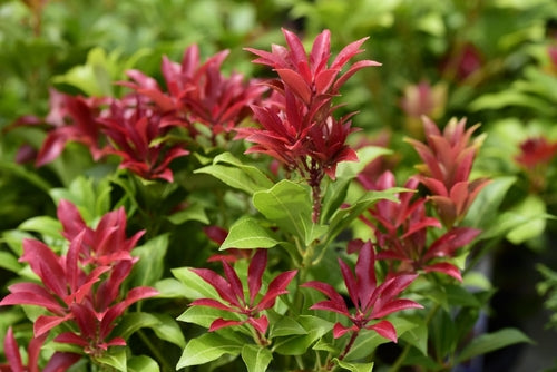Close-up of red and green leaves with a blurred green background