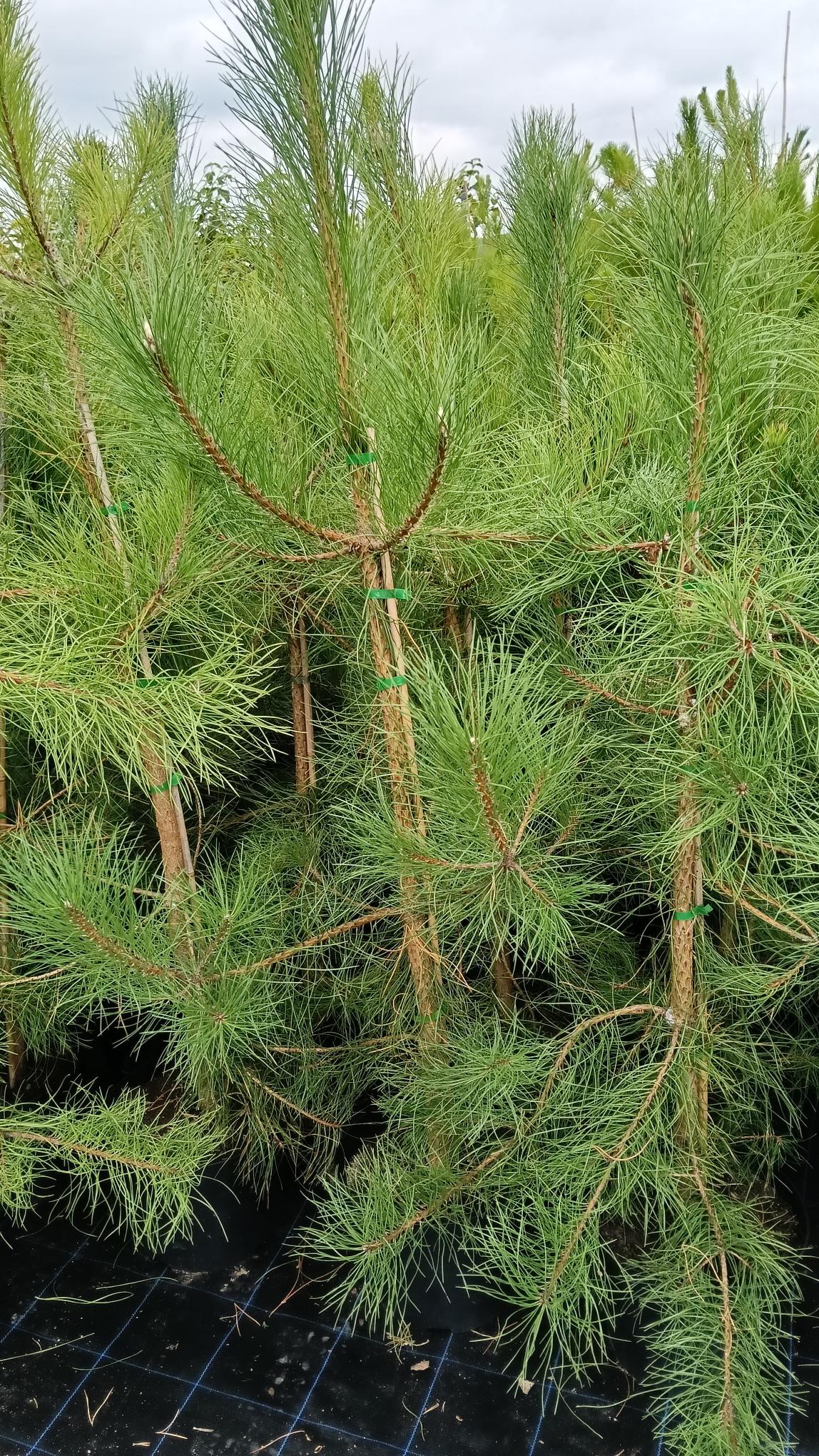 Pinus 'Austriaca'(Austrian Pine) - 10L Pot-120-150cm