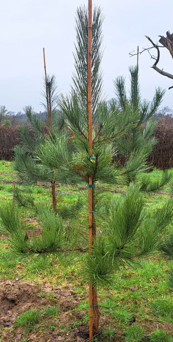 Pinus nigra (Black Pine) - RB -  Available Nov-March.