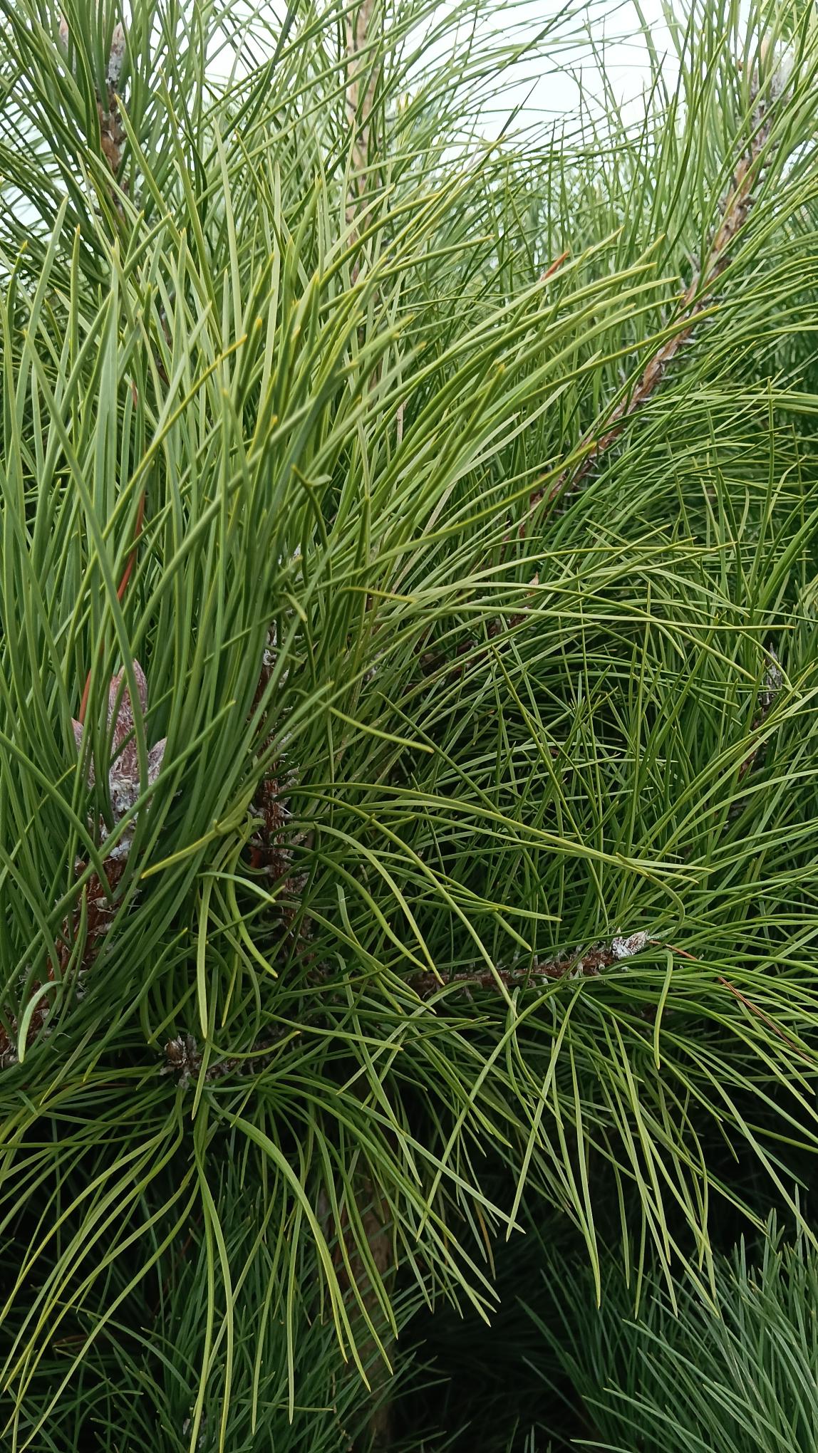 Pinus nigra (Black Pine) - RB -  Available Nov-March.