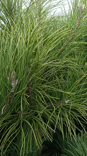 Pinus nigra (Black Pine) - RB -  Available Nov-March.