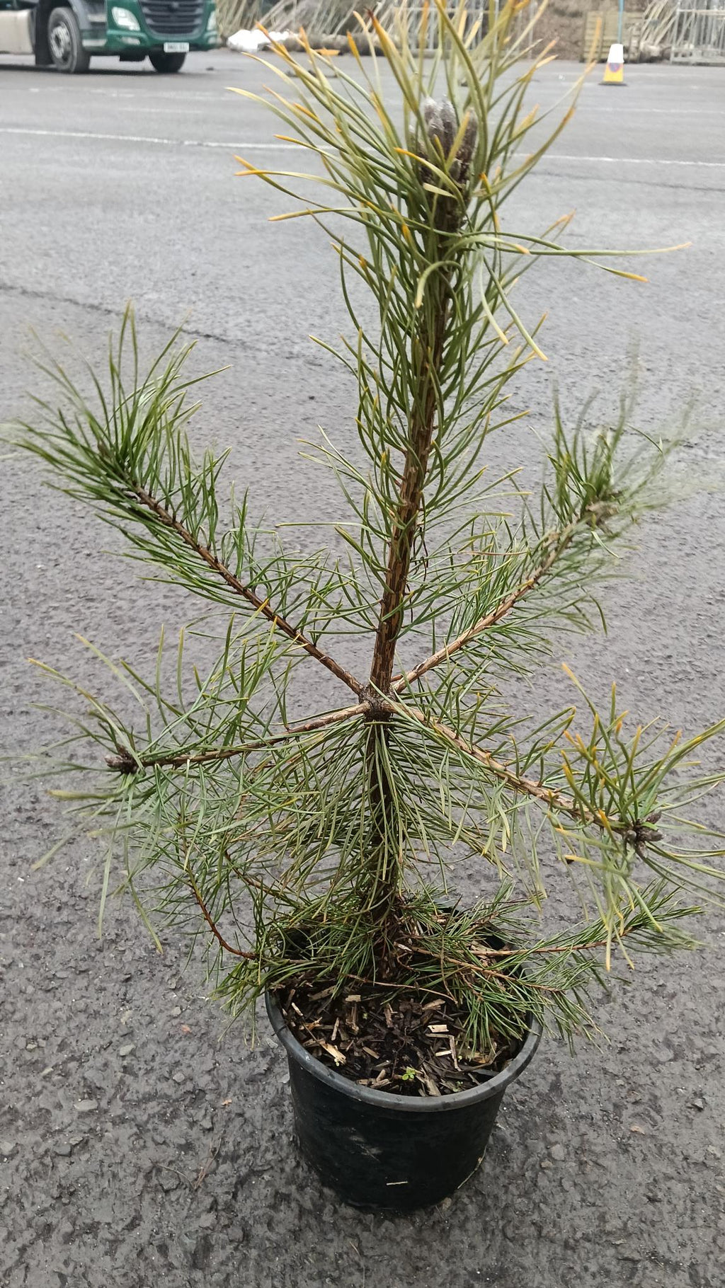 Pinus sylvestris (Scot's Pine) -Potted