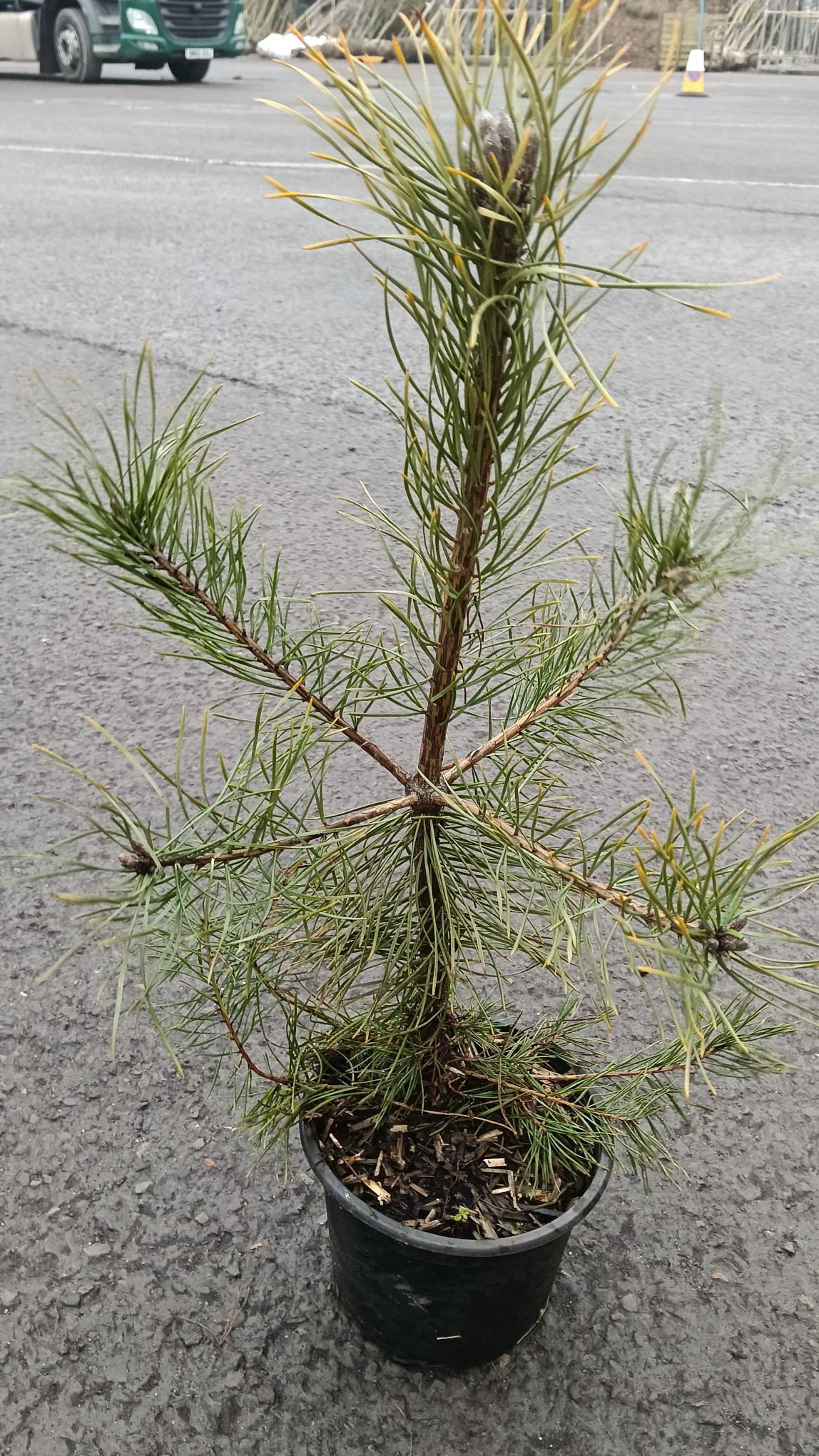 Pinus sylvestris (Scot's Pine) -Potted