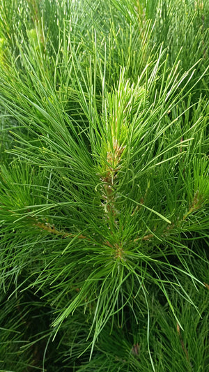 Pinus sylvestris (Scots Pine) -Root Balled