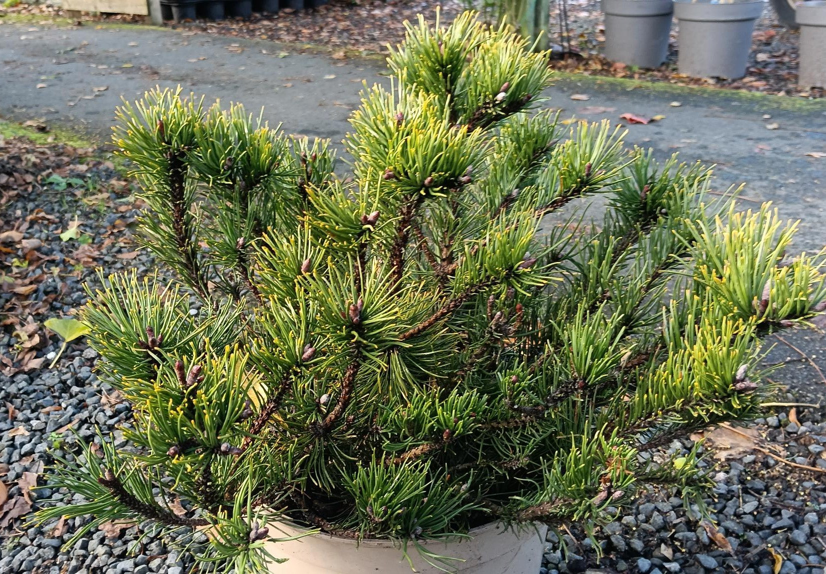 Pinus mugo 'Mughus' -10L-40-50cm