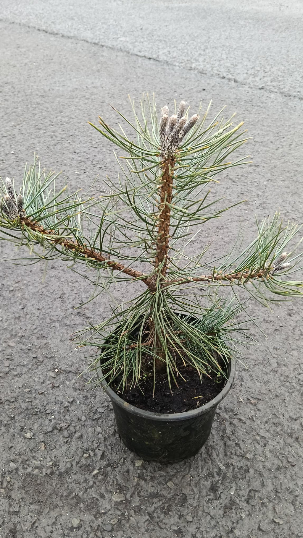 Potted pine tree on a concrete surface