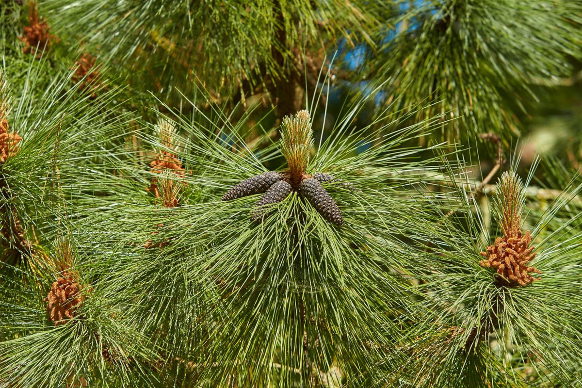 Pinus radiata (Monteray Pine) -10L pot - 80-100cm