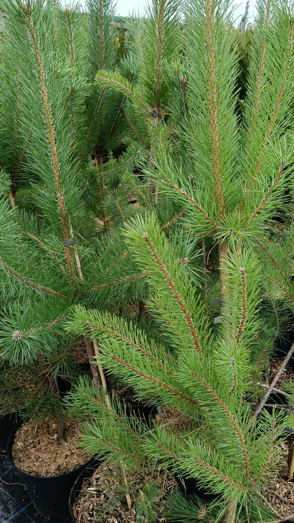 Pinus sylvestris (Scot's Pine) -10L -100-120cm