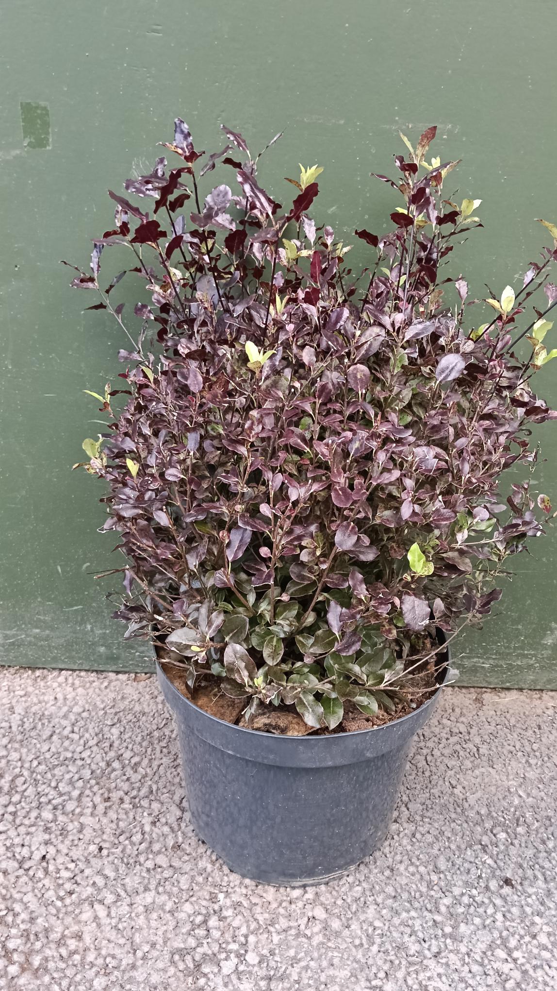 Pittosporum 'Tom Thumb' -Potted