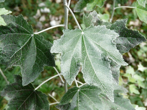Close-up of green leaves with a blurred natural background