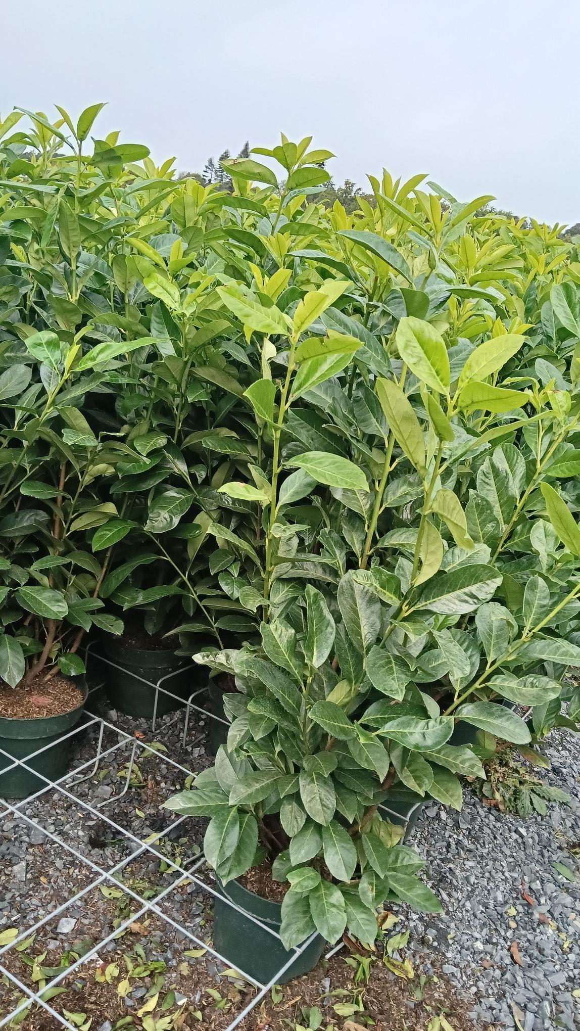 Prunus laurocerasus (Cherry Laurel) - Potted