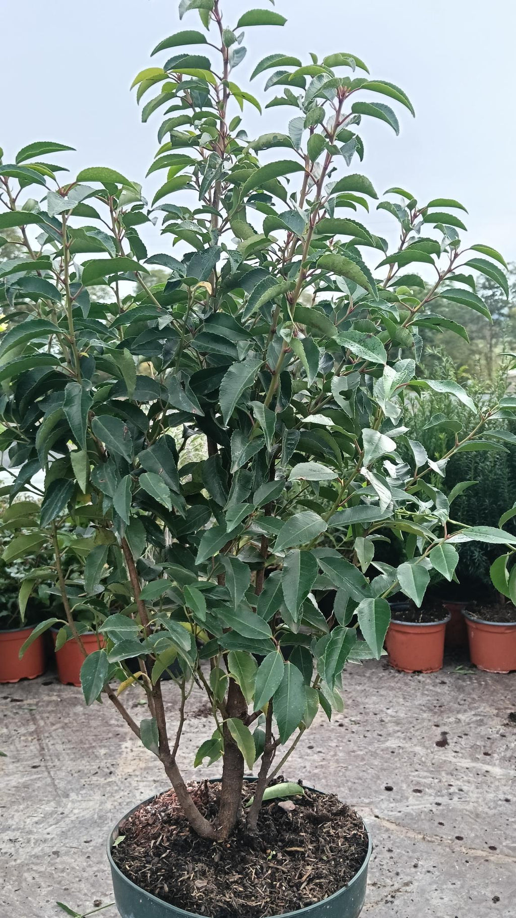 Prunus lusitanica (Portuguese Laurel) - Potted