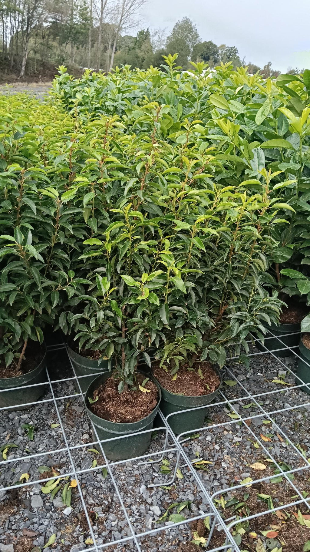 Prunus lusitanica (Portuguese Laurel) - Potted
