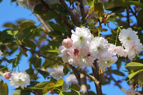 Prunus serrulata 'Shogetsu' -150-175cm -10L pot