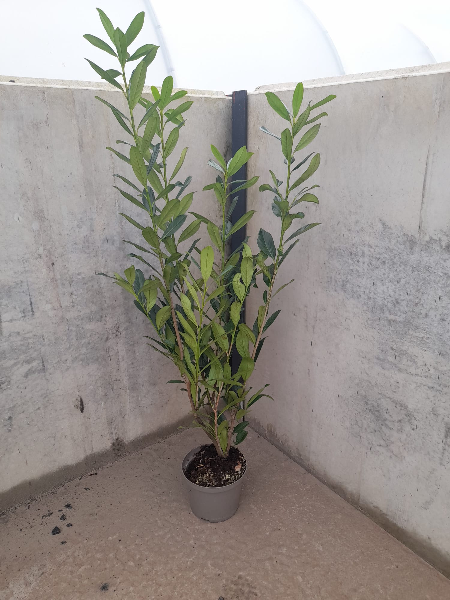 Prunus laurocerasus 'Caucasia' - 5L Potted -80-100cm