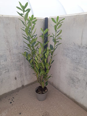 Potted plant against a plain wall