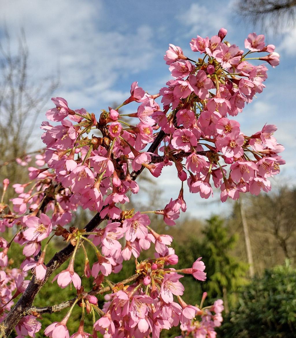 Prunus 'Kursar' - 150-175cm -10L pot