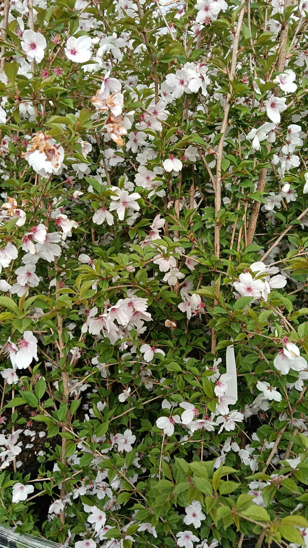 Flowering bush with white and pink blossoms