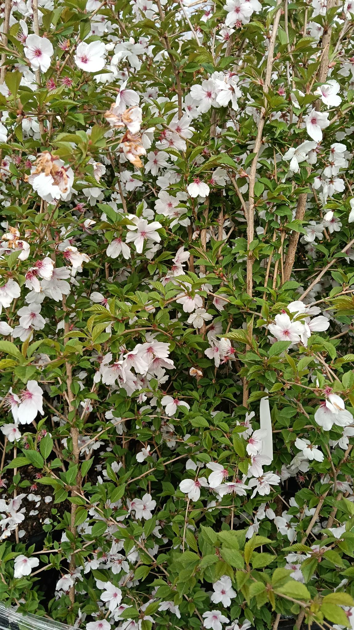 Flowering bush with white and pink blossoms