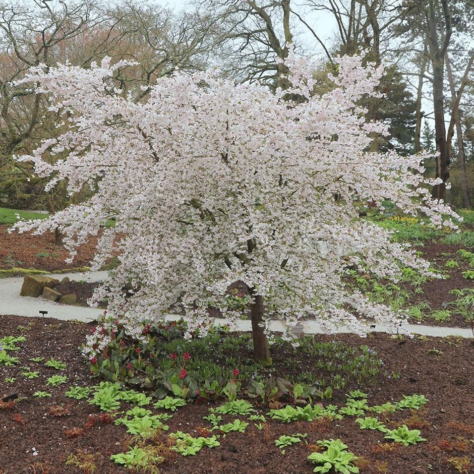 Prunus 'The Bride' -10L pot 150-175cm
