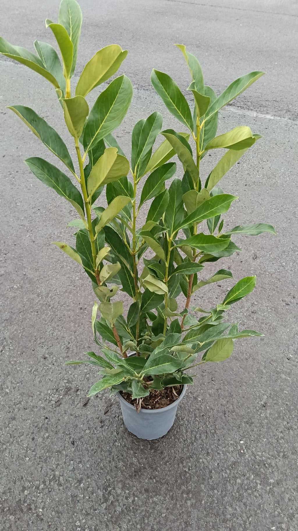 Prunus laurocerasus (Cherry Laurel) - Potted