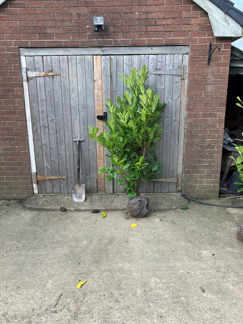 Prunus laurocerasus (Cherry Laurel) - Rootballed