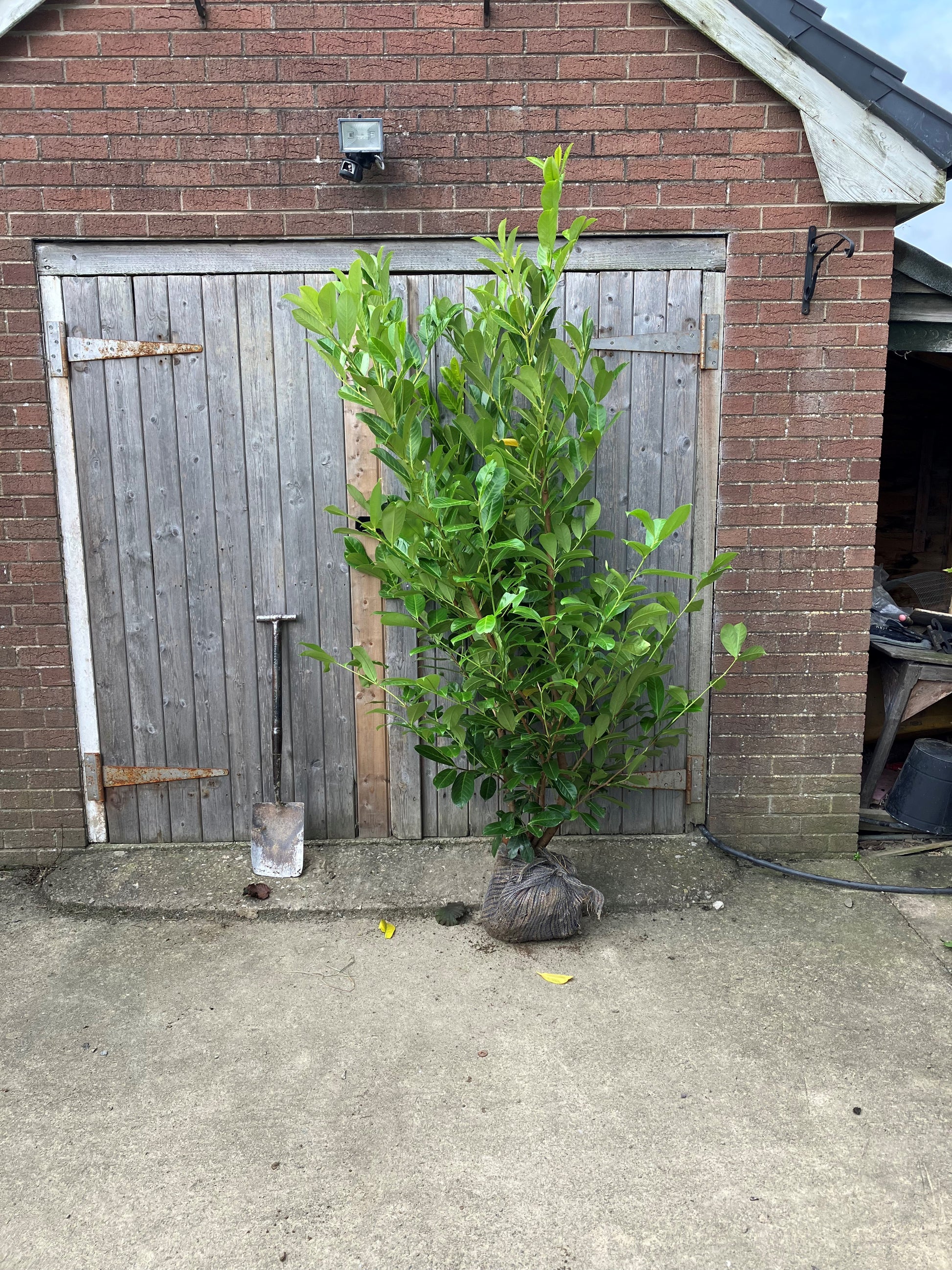 Prunus laurocerasus (Cherry Laurel) - Rootballed