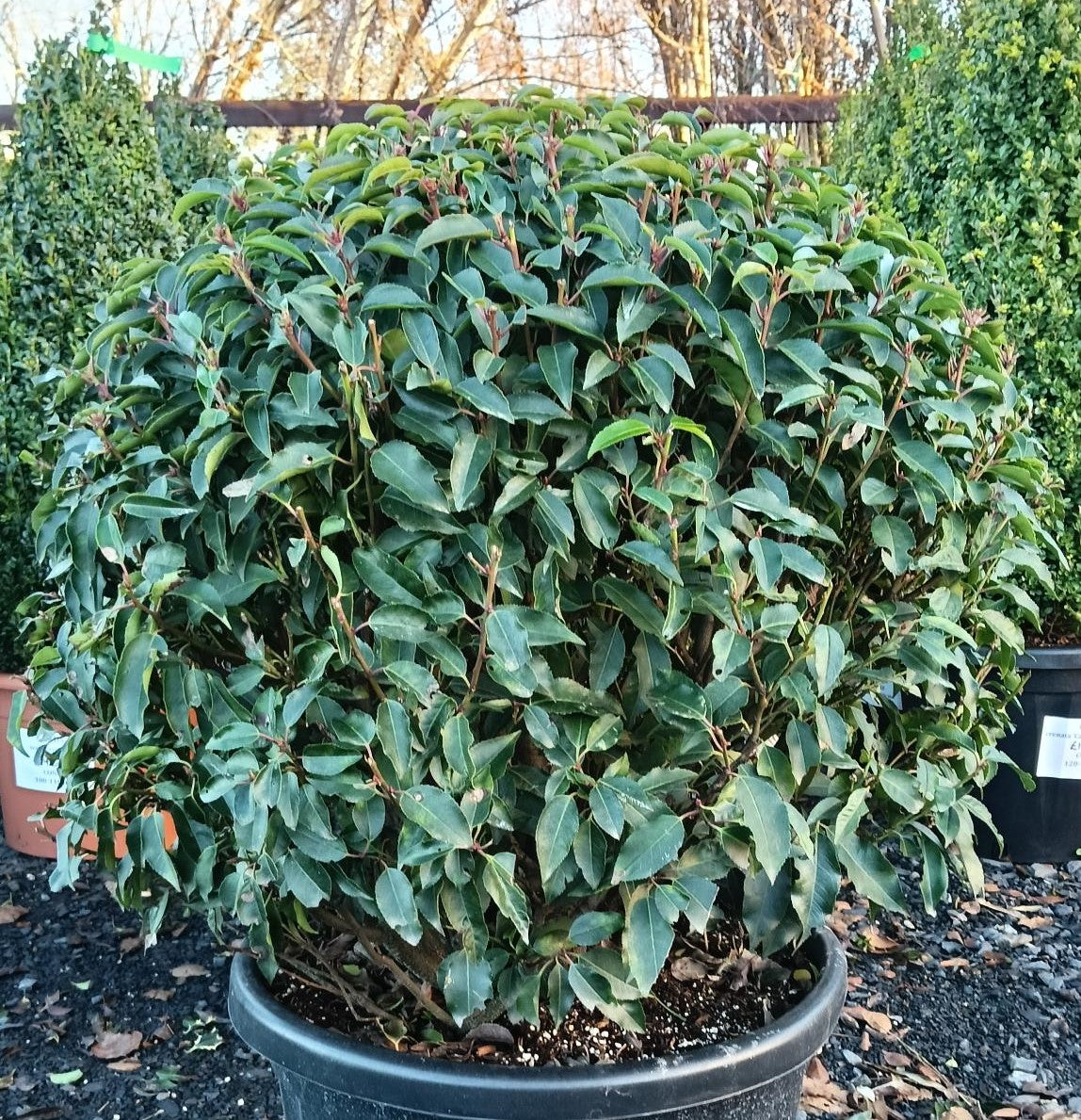 Prunus lusitanica Ball- trimmed topiary ball